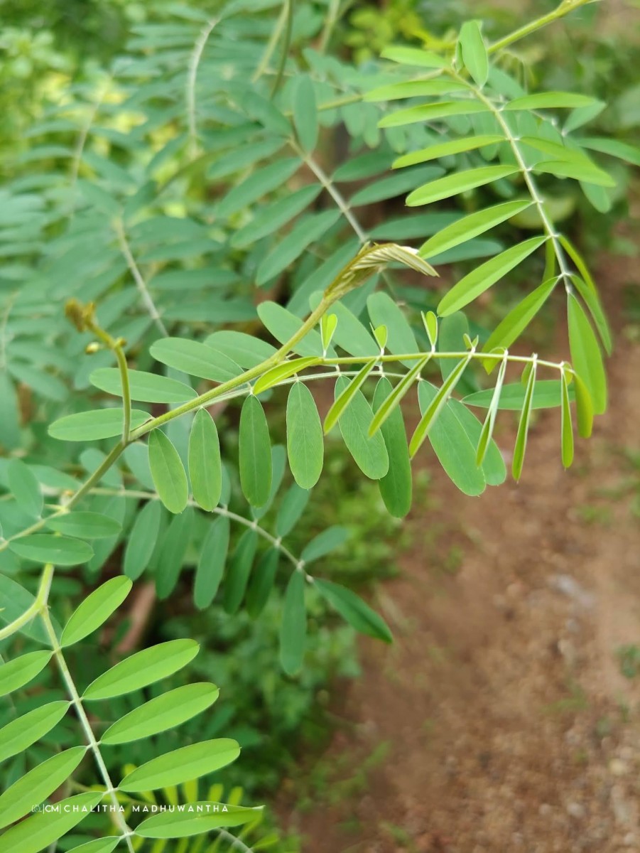 Tephrosia noctiflora Bojer ex Baker